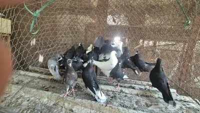 حمام قلابي قطايف 40
