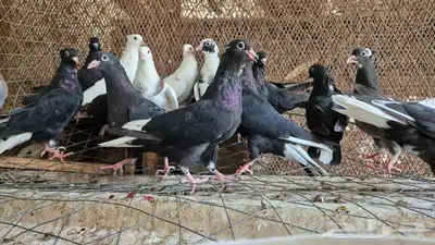 حمام قلابي قطايف 44