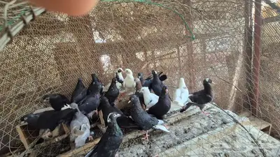 حمام قلابي قطايف 42