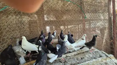 حمام قلابي قطايف 36