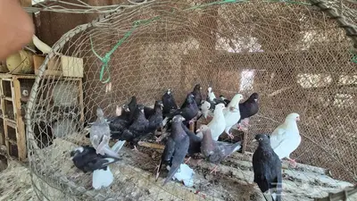 حمام قلابي قطايف 43
