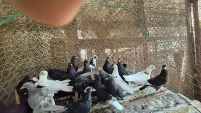 حمام قلابي قطايف 41