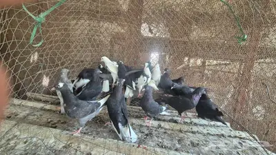 حمام قلابي قطايف 33
