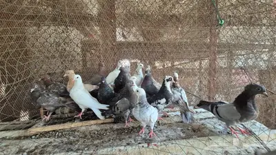حمام قلابي قطايف 30