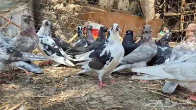 حمام قلابي قطايف 8