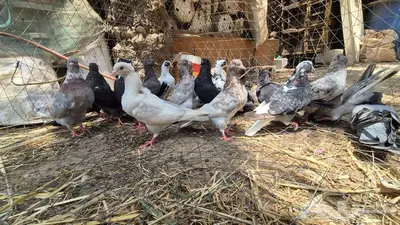 حمام قلابي قطايف 7