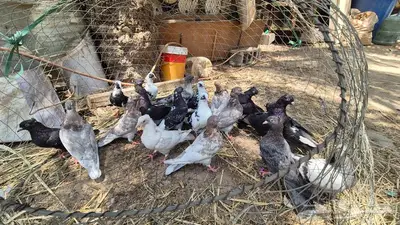 حمام قلابي قطايف 6