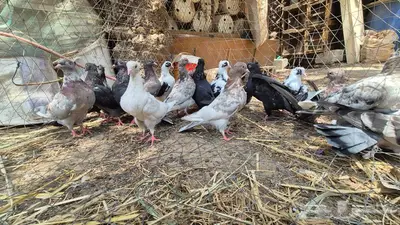 حمام قلابي قطايف 5