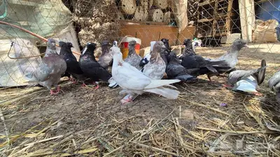 حمام قلابي قطايف 2