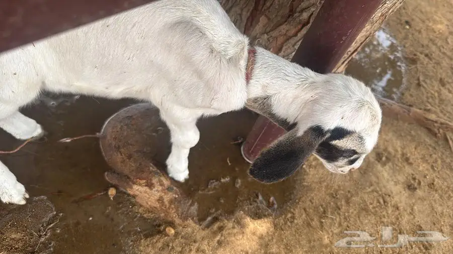 رخله عمر عشره أيام دغور 0