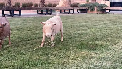 ماعز قزم للبيع 7
