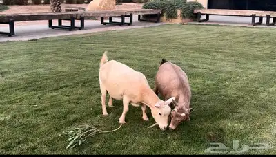 ماعز قزم للبيع 3