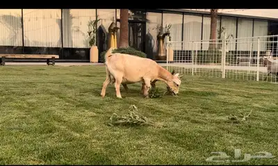 ماعز قزم للبيع 2