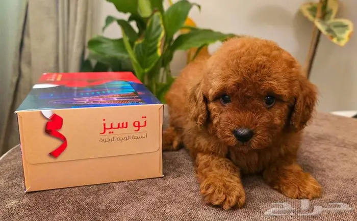 ميني توي بودل وبمرينيان وجولدن رتريفر وشيواوا 9
