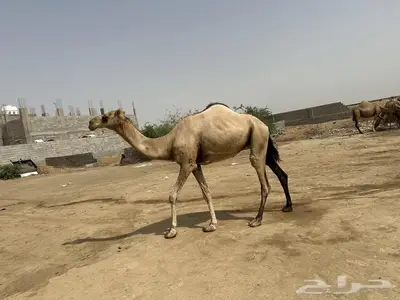صبيا 1