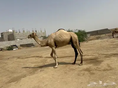 صبيا 0