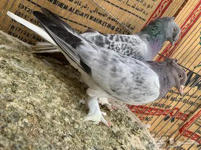 زوج حرمي مذيل دبل كرست وغرة 0