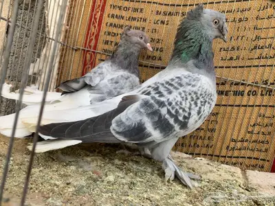 زوج حرمي مذيل دبل كرست وغرة 2