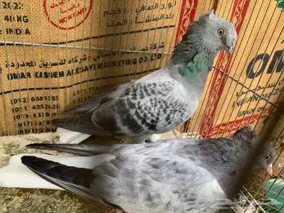 زوج حرمي مذيل دبل كرست وغرة 1