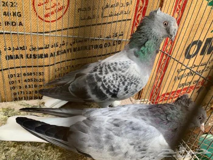 زوج حرمي مذيل دبل كرست وغرة 1