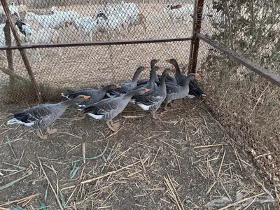 وز للبيع 1