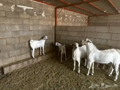 2مشاريع فحوله مطوره اجم 1