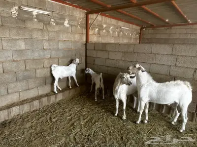 2مشاريع فحوله مطوره اجم 2