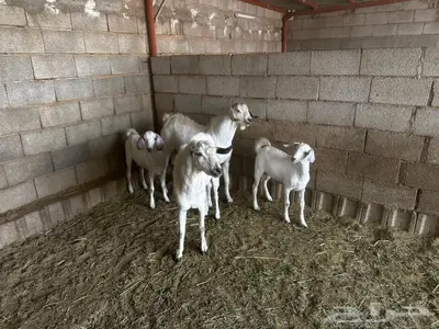 2مشاريع فحوله مطوره اجم 5