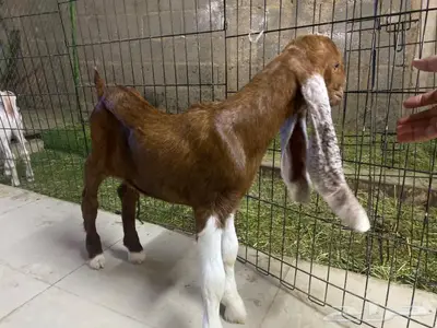 للبيع تيس شق3 2