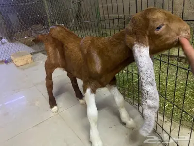 للبيع تيس شق3 0