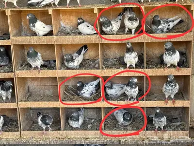 حمام باكستاني منتج 0