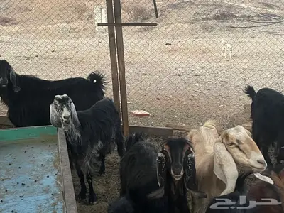 معز عوارض مضاريع 4
