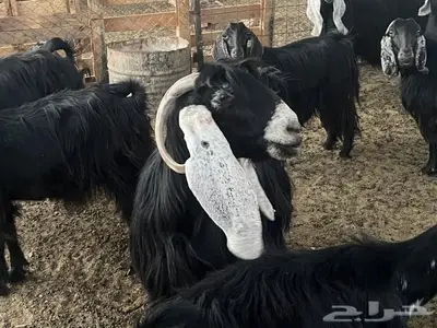 معز عوارض مضاريع 1