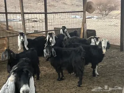 معز عوارض مضاريع 2