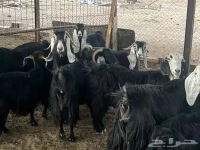 معز عوارض مضاريع 0