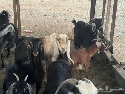 معز عوارض مضاريع 3