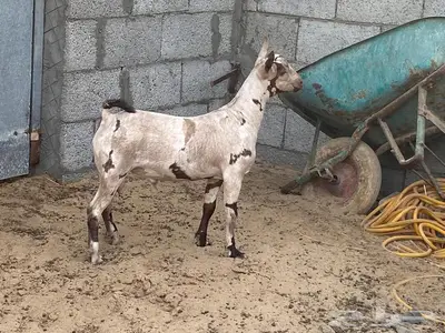 مشروع فحل صلالي عماني بيور 0