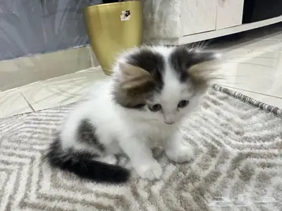 قطط لتبني 3