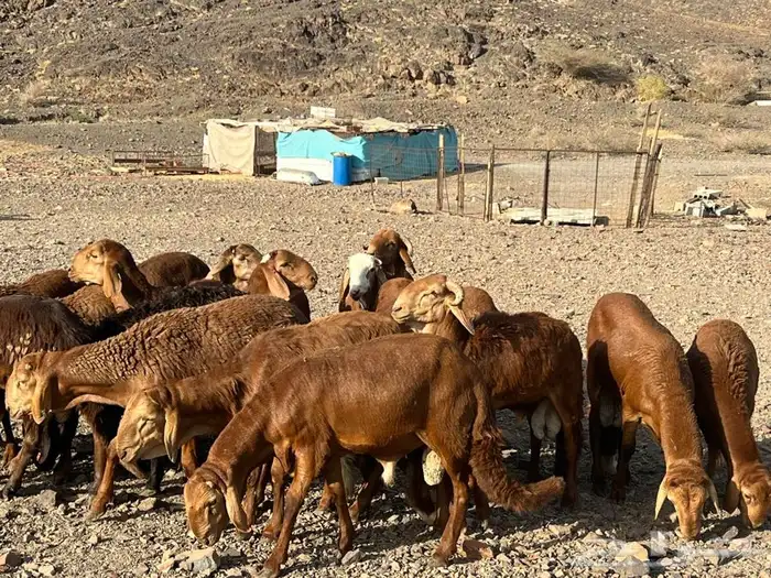 طليان سواكن ذبيح طيبه 7