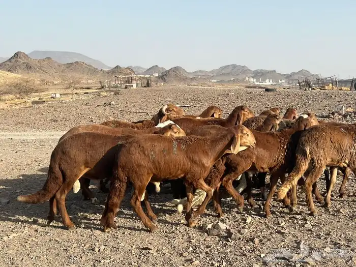 طليان سواكن ذبيح طيبه 5