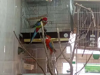 Eastern Rosella Pair 0