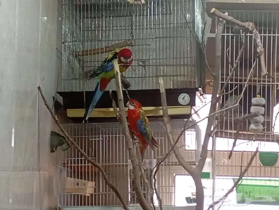 Eastern Rosella Pair 0