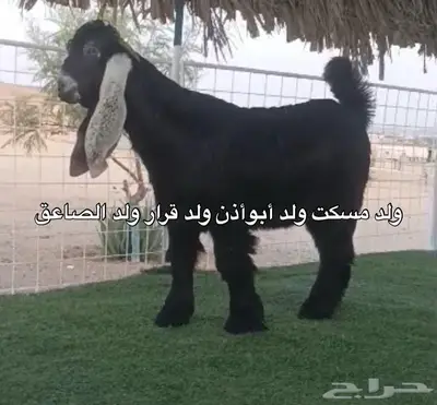 مشروع فحل عارضي صنف الصنف 0
