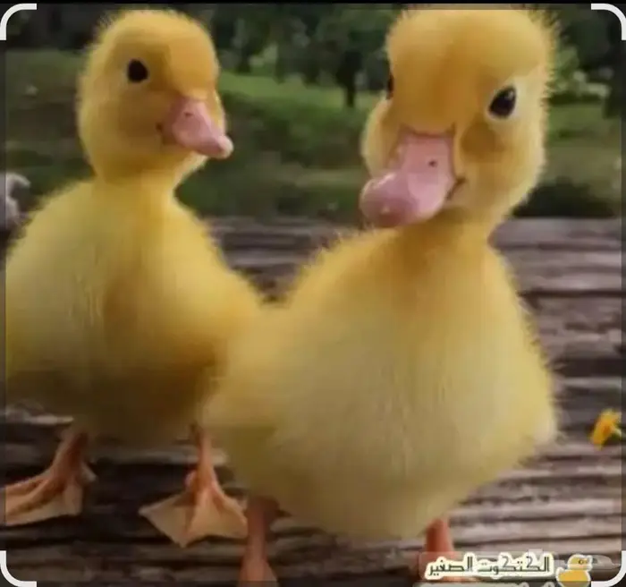 فروخ بط مصري 0