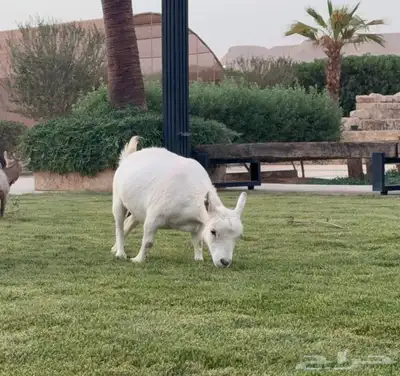ماعز قزم للبيع 4