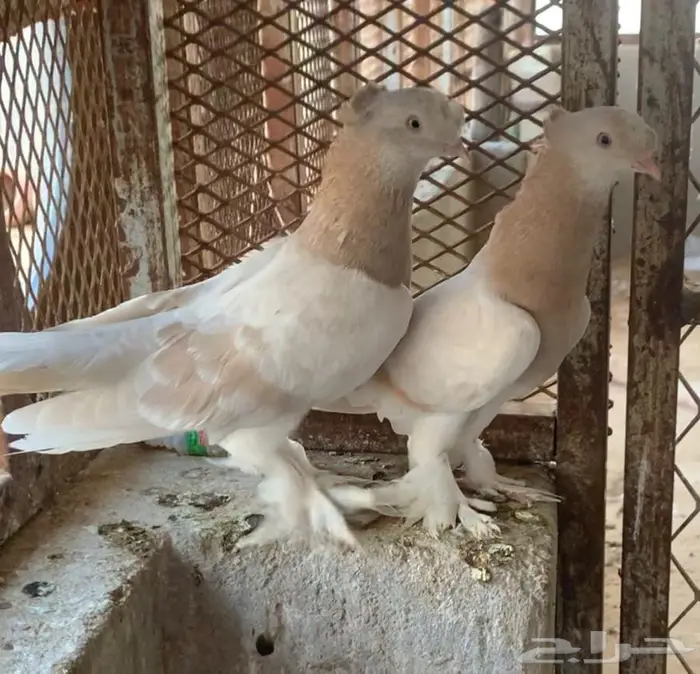 زوجين تركي دبل كرست ليموني واصفر 3