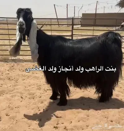 مشروع فحل عارضي صنف الصنف 1