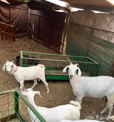 عنز تحتها توم تيس وجفره 0