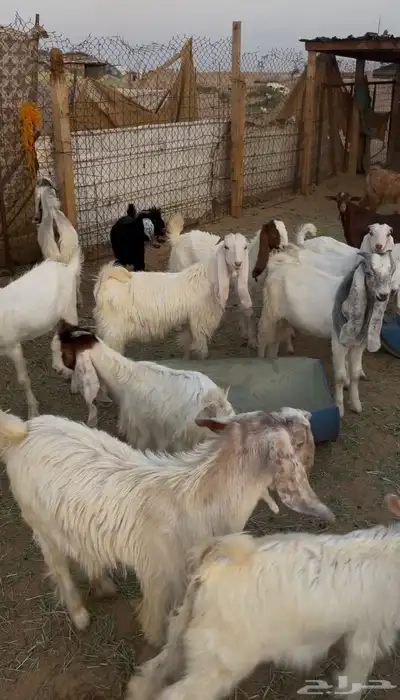 عندي تيوس للبيع 1