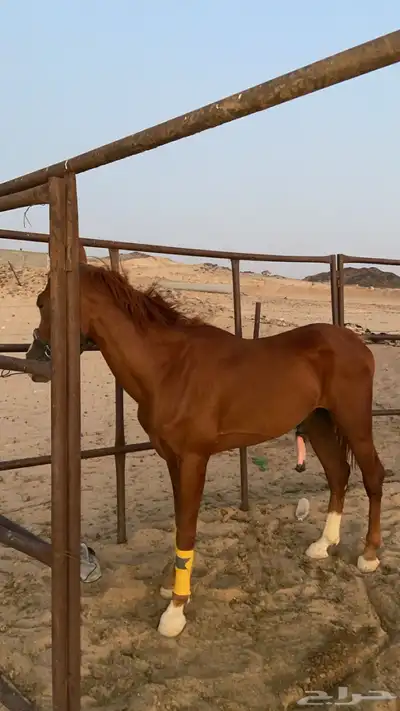 حصان 1